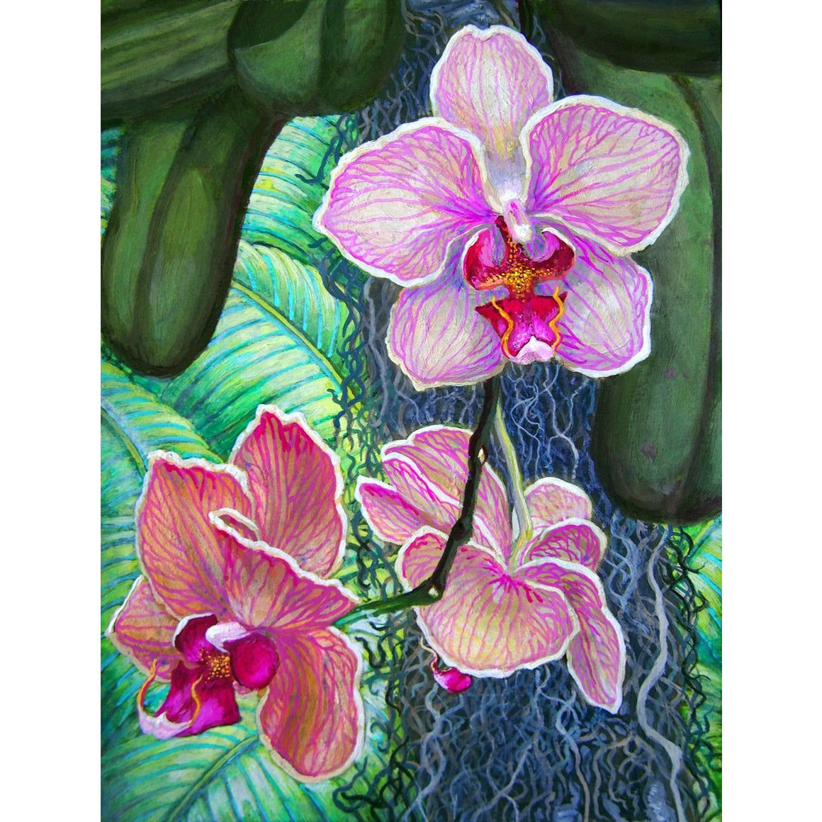 'Pink Moth Orchid' Print Reproduction