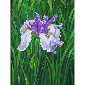 'Purple Iris' Print Reproduction